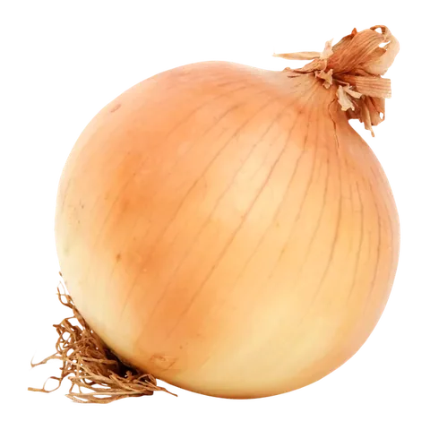 Лук репчатый